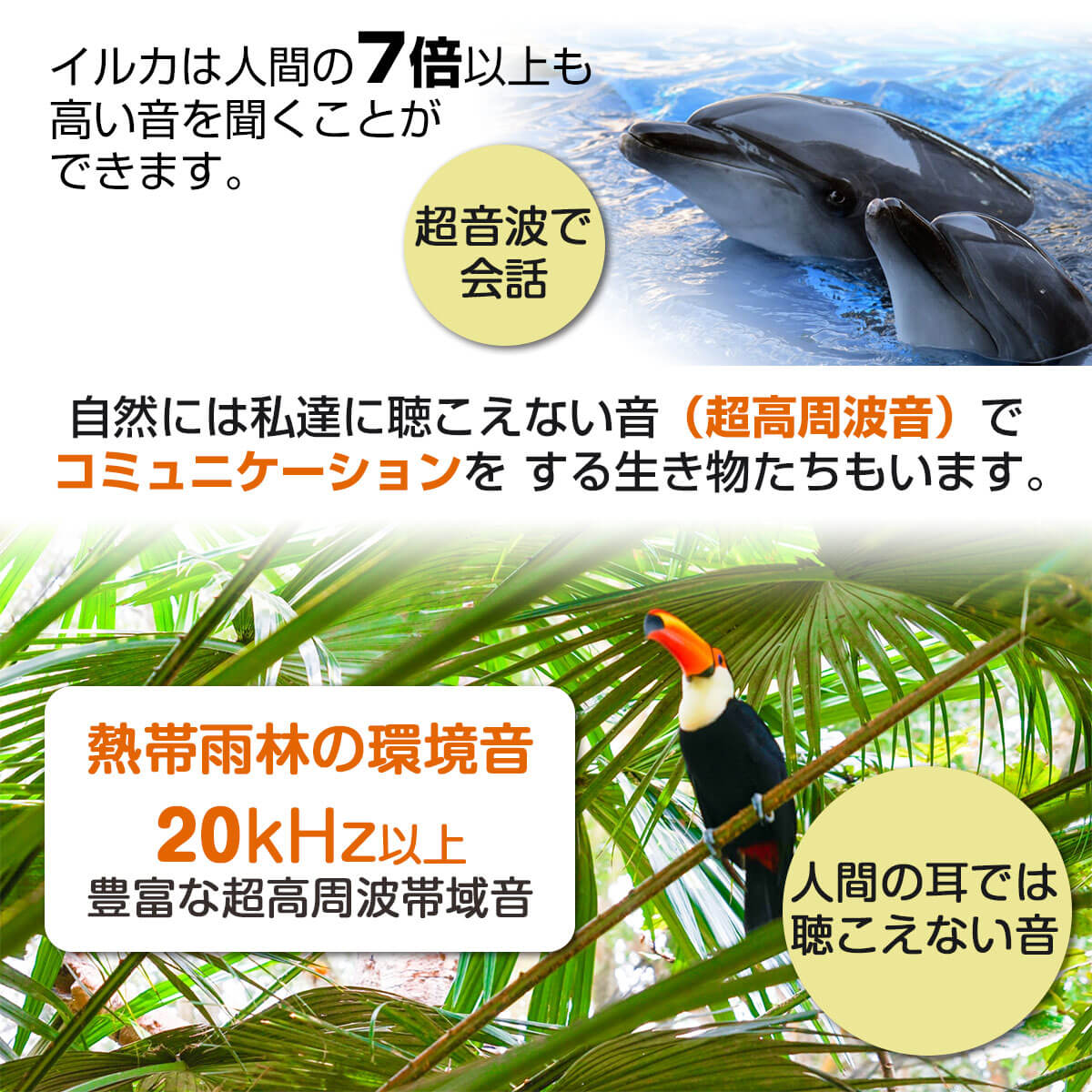 人間の耳では聴こえない音
